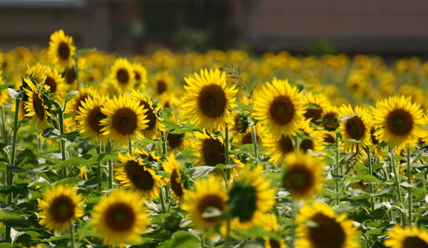 le hoi hoa huong duong nhat ban